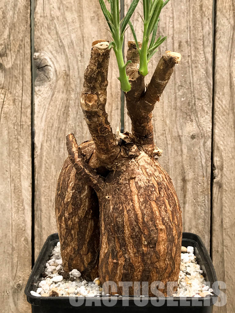 SHPR5861 Pachypodium succulentum, South Africa - Image 2