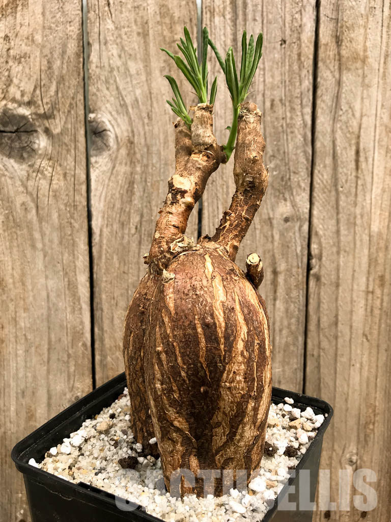 SHPR5861 Pachypodium succulentum, South Africa - Image 3
