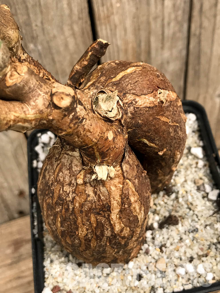 SHPR5861 Pachypodium succulentum, South Africa - Image 4