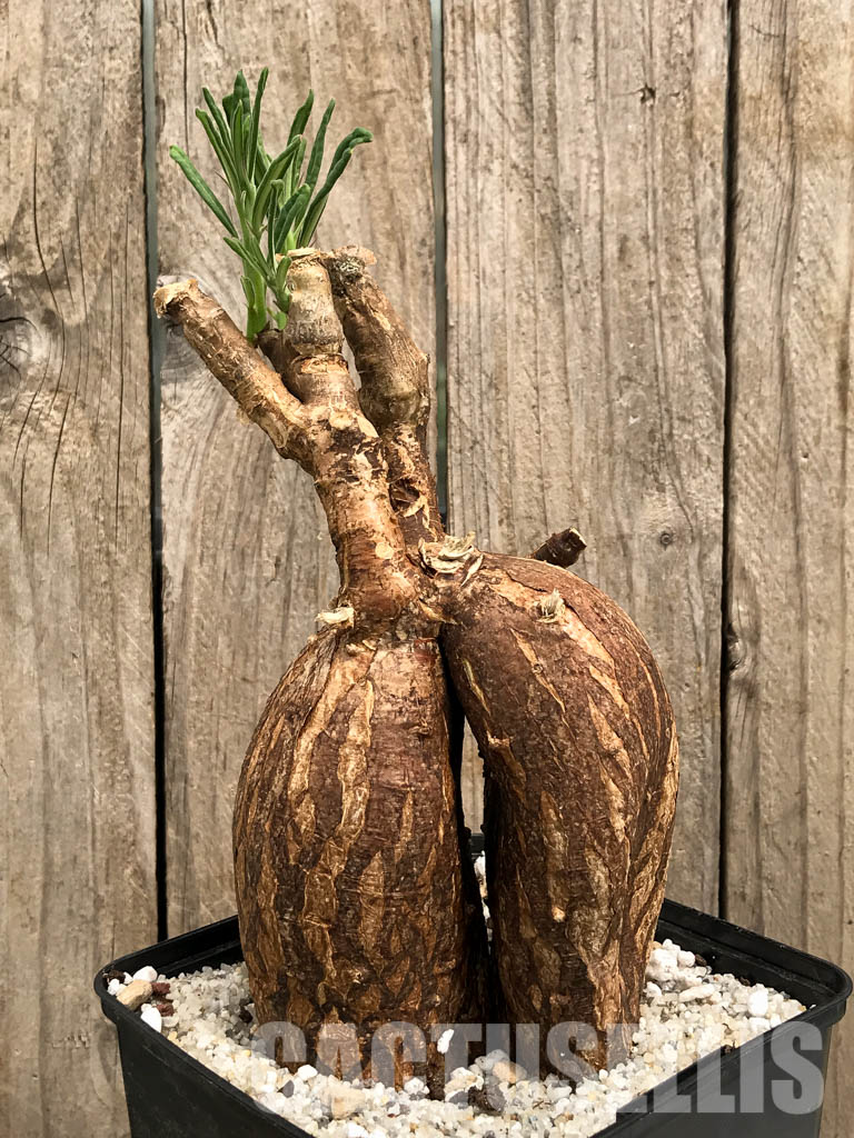 SHPR5861 Pachypodium succulentum, South Africa - Image 5