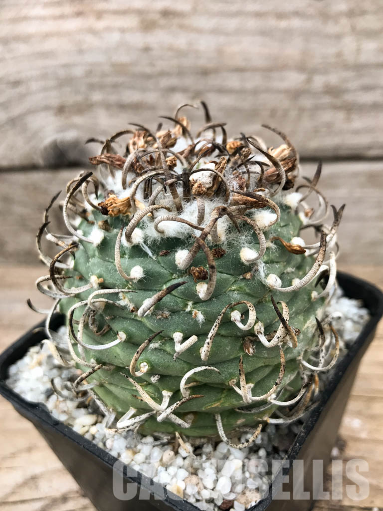 SHPR5867 Turbinicarpus schmiedickeanus f. schwarzii, Eastern San Luis Potosí, La Bonita, Mexico - Image 3