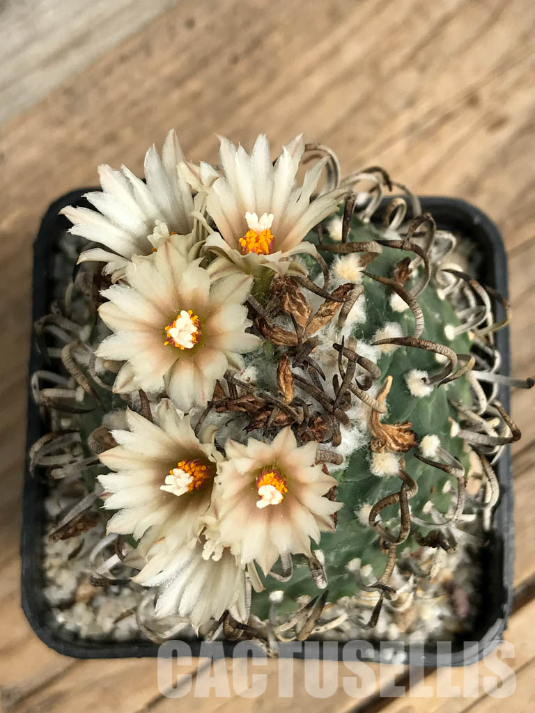 SHPR5867 Turbinicarpus schmiedickeanus f. schwarzii, Eastern San Luis Potosí, La Bonita, Mexico - Image 4