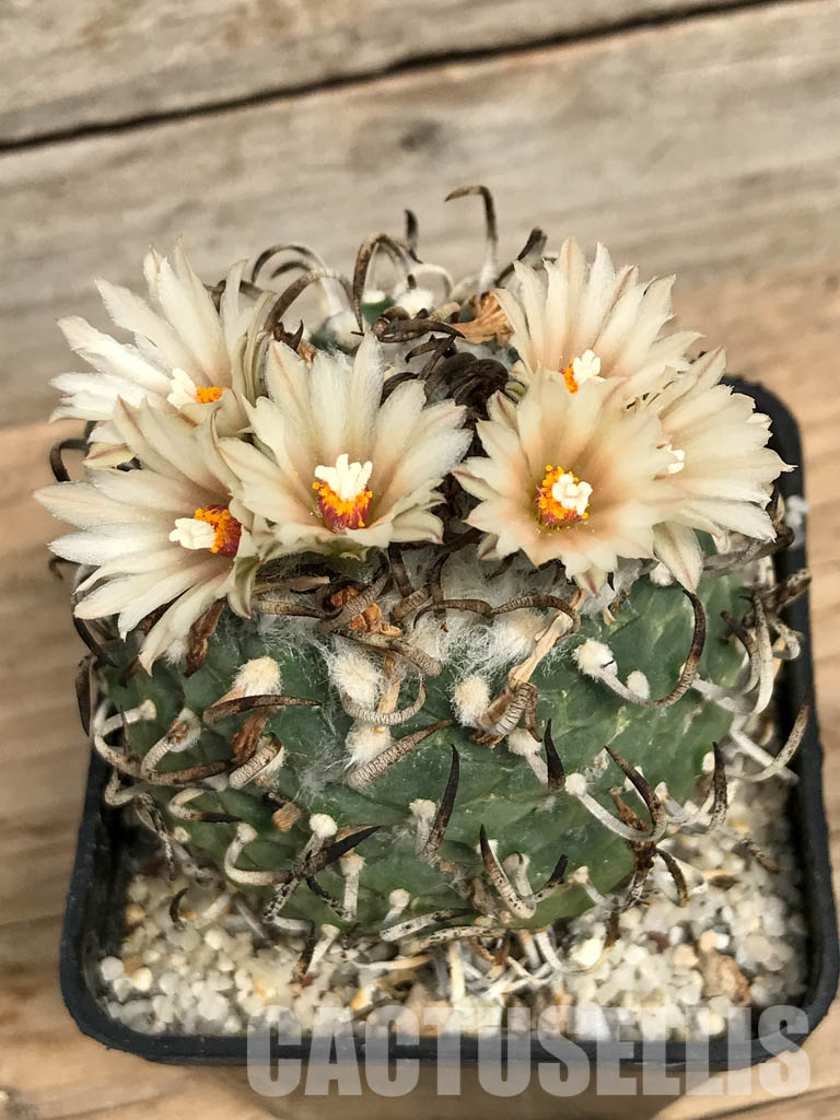 SHPR5867 Turbinicarpus schmiedickeanus f. schwarzii, Eastern San Luis Potosí, La Bonita, Mexico