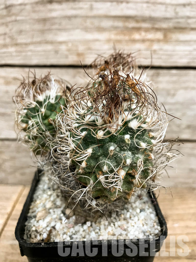 SHPR5870 Turbinicarpus krainzianus, Queretaro or Hidalgo, México - Image 2