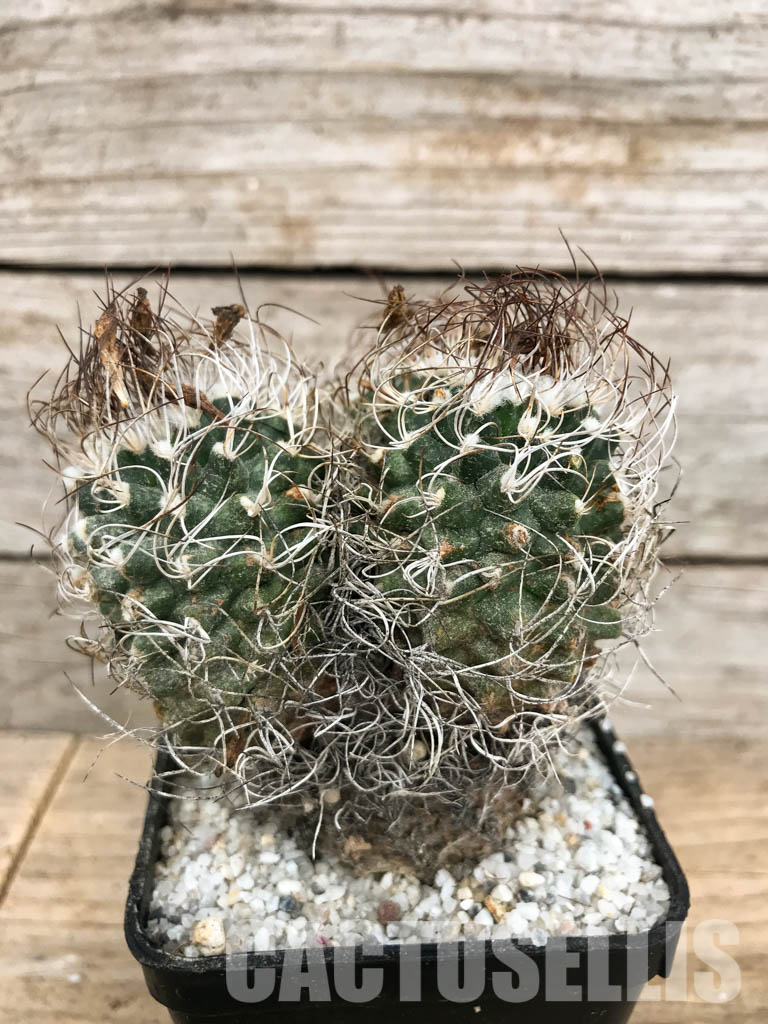 SHPR5870 Turbinicarpus krainzianus, Queretaro or Hidalgo, México - Image 3