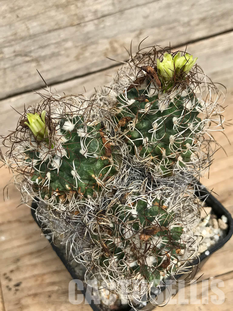 SHPR5870 Turbinicarpus krainzianus, Queretaro or Hidalgo, México