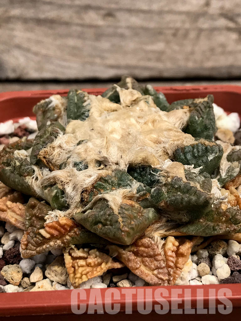 SHPR5886 Ariocarpus - Image 2