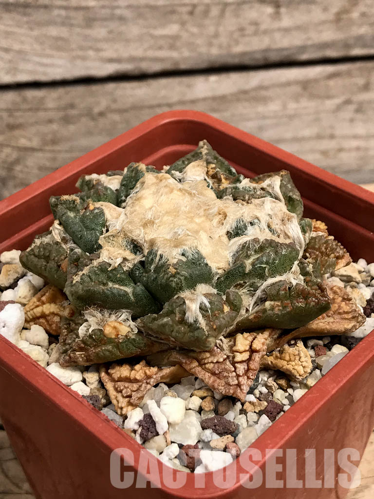SHPR5886 Ariocarpus - Image 3
