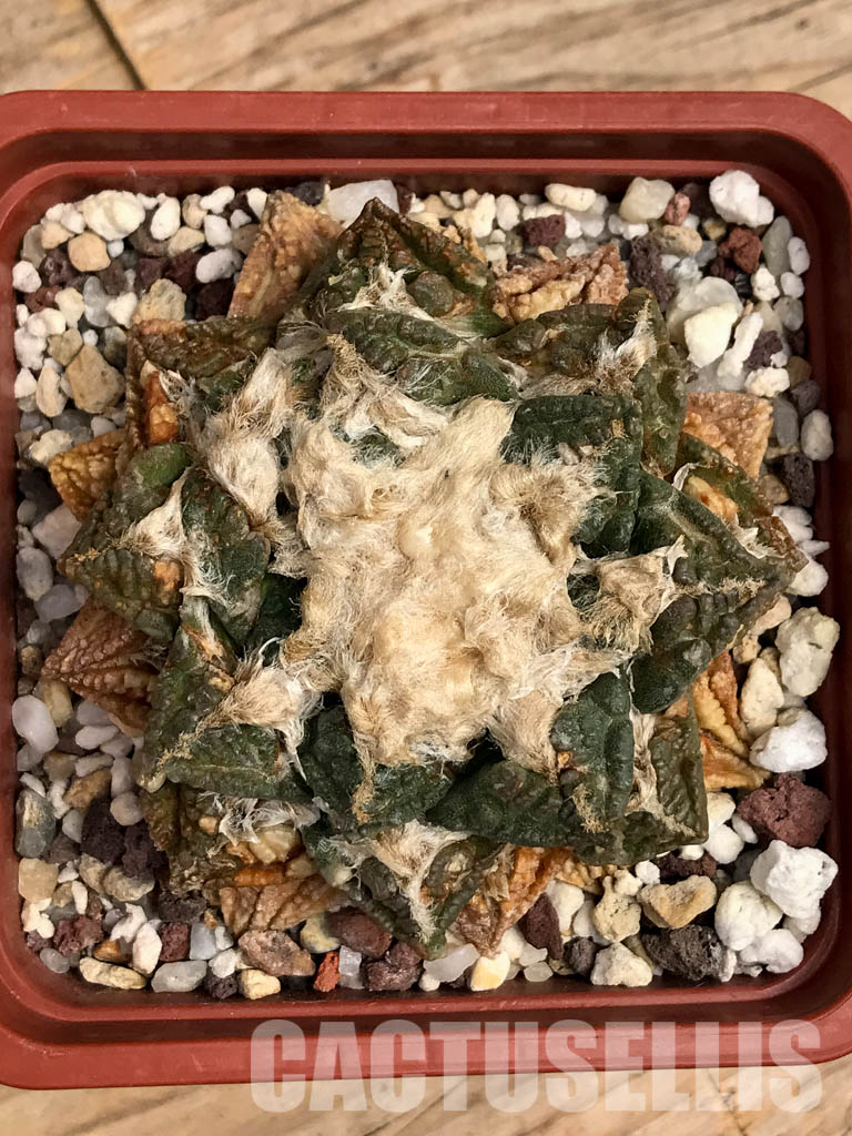 SHPR5886 Ariocarpus - Image 4