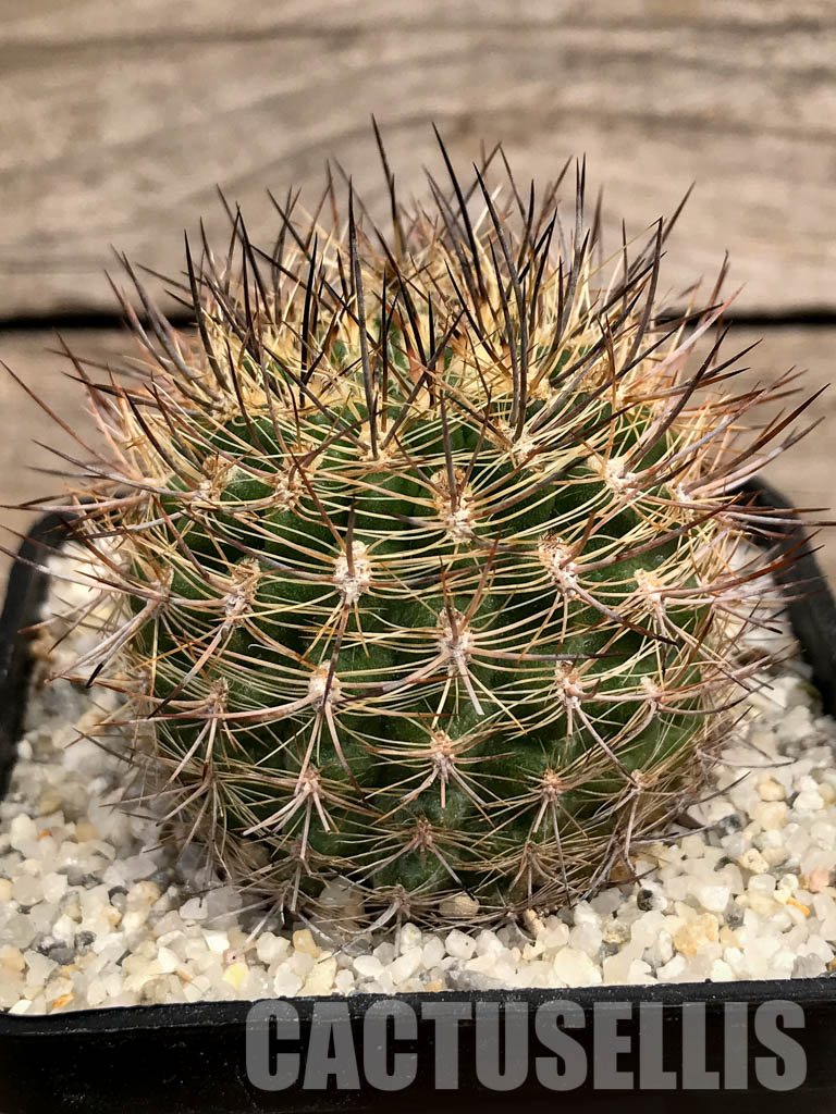 SHPR5890 Neoporteria coimasensis, Coquimbo, Chile - Зображення 2