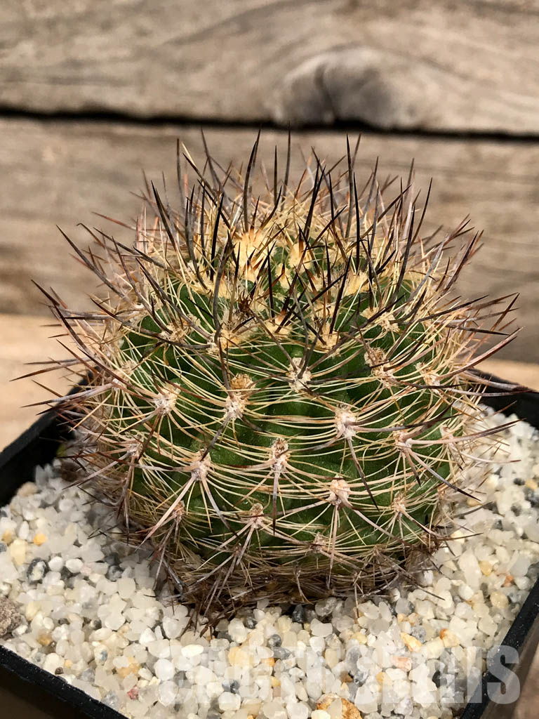 SHPR5890 Neoporteria coimasensis, Coquimbo, Chile - Зображення 3