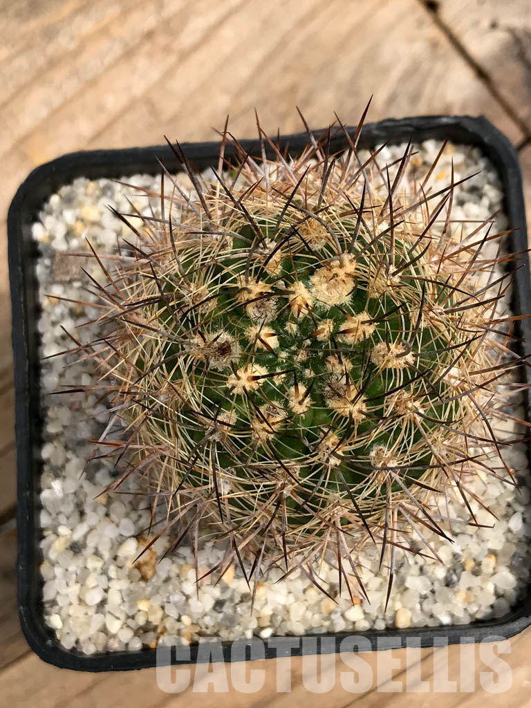 SHPR5890 Neoporteria coimasensis, Coquimbo, Chile - Зображення 4