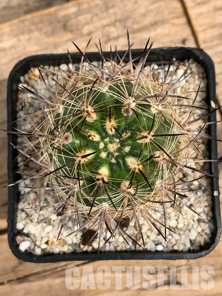 SHPR5890 Neoporteria coimasensis, Coquimbo, Chile - Зображення 5