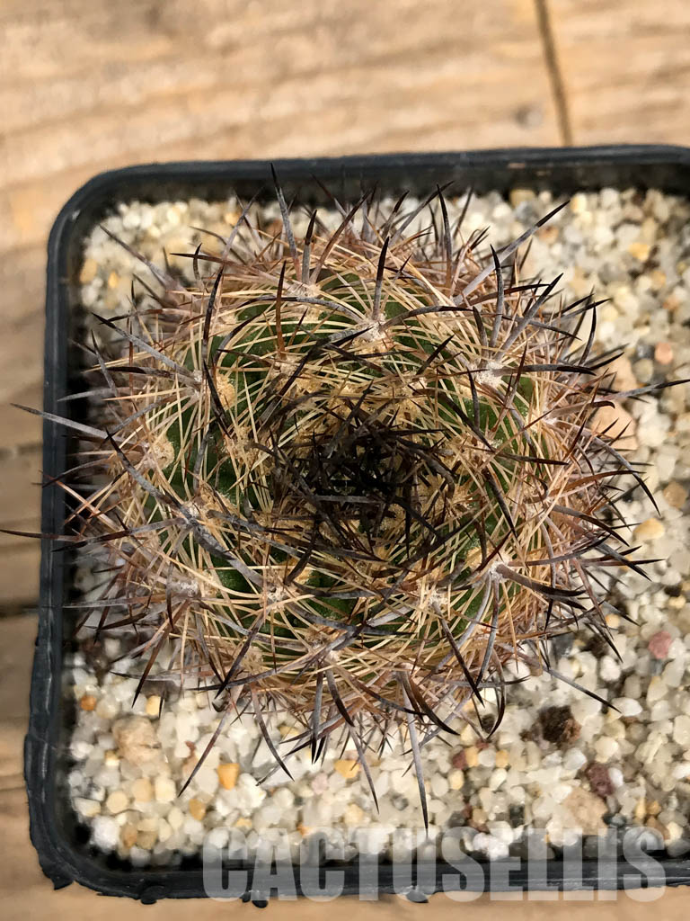 SHPR5890 Neoporteria coimasensis, Coquimbo, Chile - Зображення 6