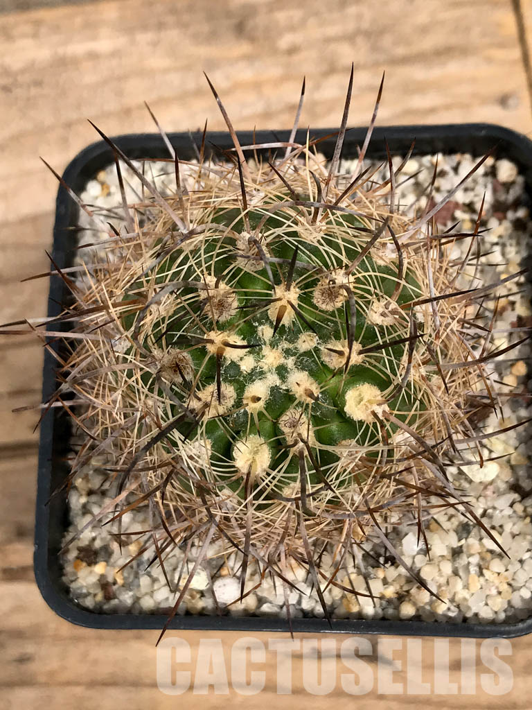 SHPR5890 Neoporteria coimasensis, Coquimbo, Chile - Зображення 7