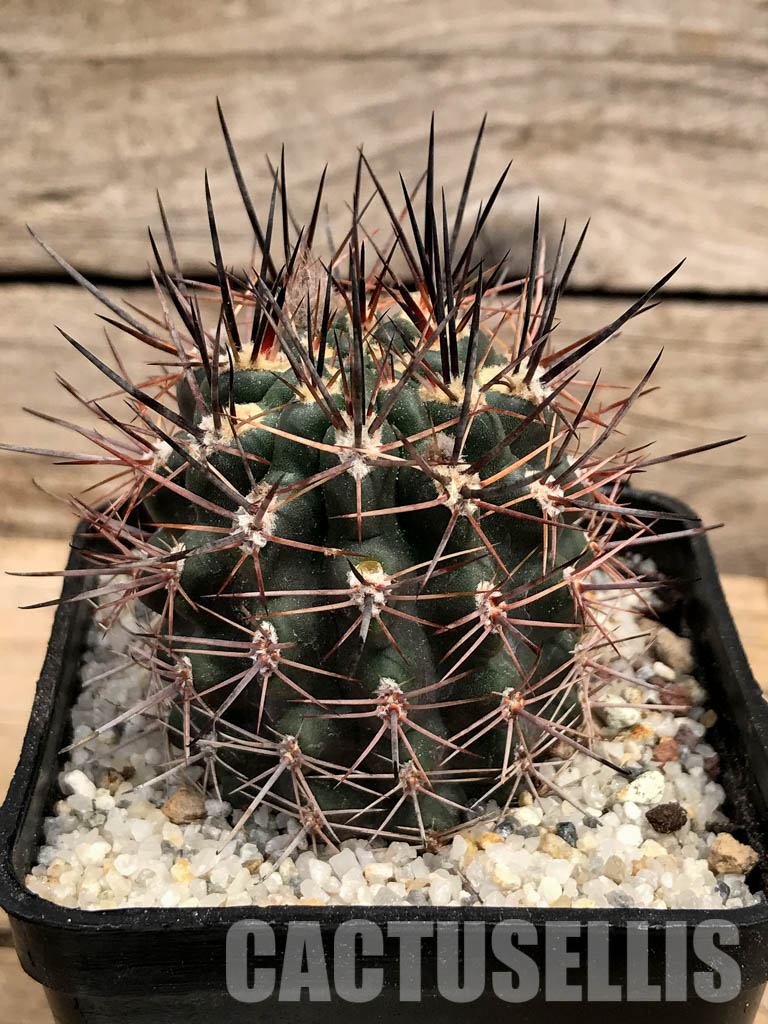 SHPR5891 Pyrrhocactus sp. AW 316, P.A.N. Bergform A 745 + 744, Chile – Bild 2