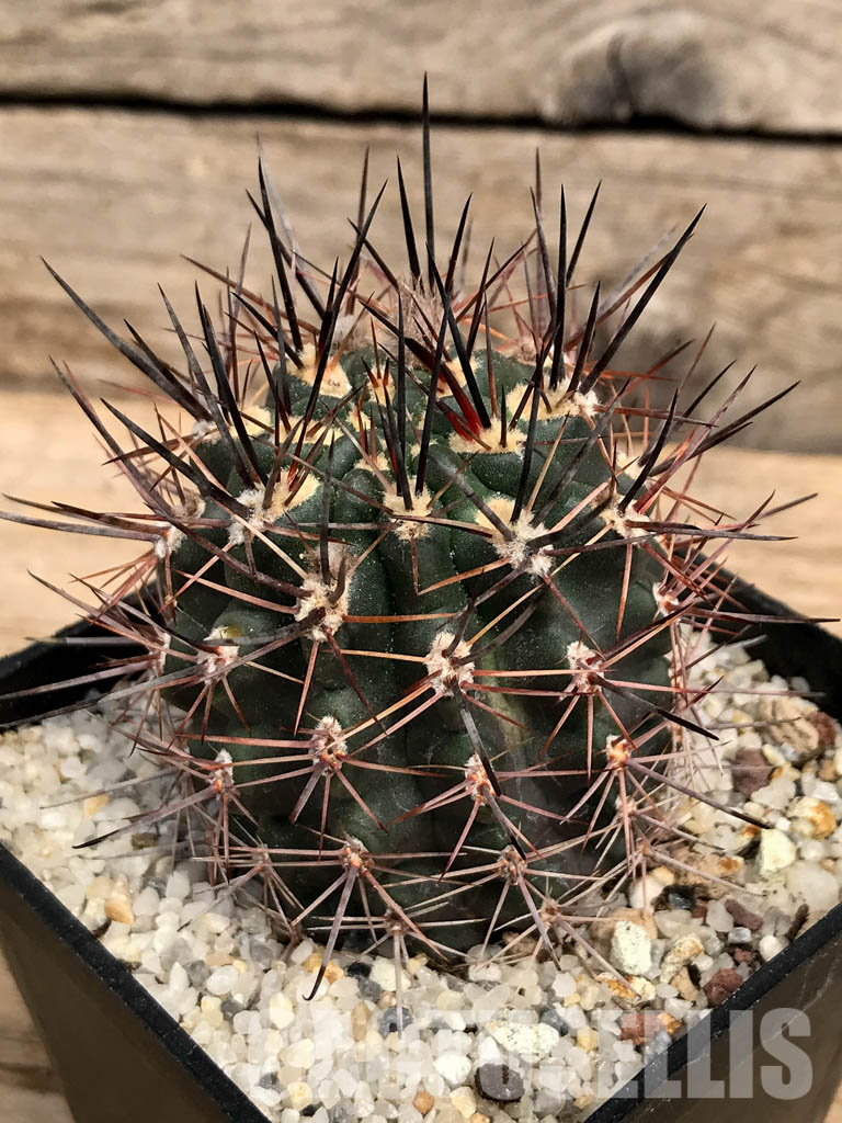 SHPR5891 Pyrrhocactus sp. AW 316, P.A.N. Bergform A 745 + 744, Chile – Bild 3