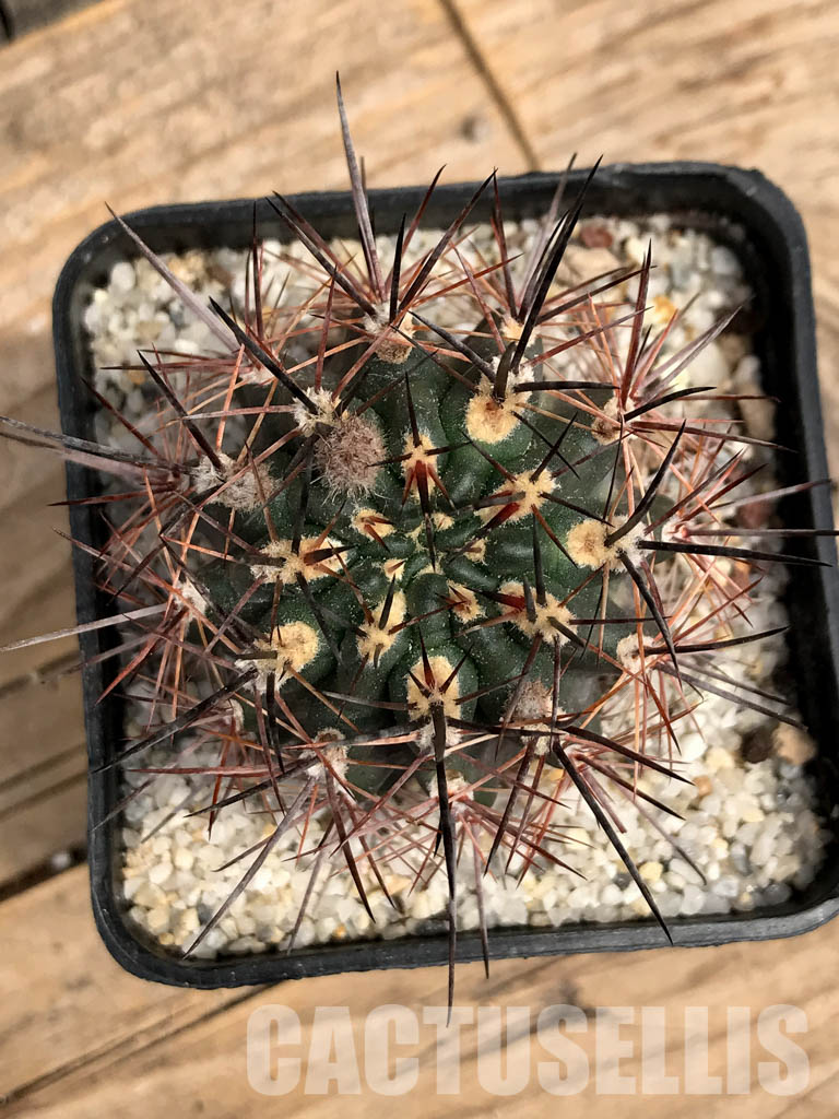 SHPR5891 Pyrrhocactus sp. AW 316, P.A.N. Bergform A 745 + 744, Chile – Bild 4