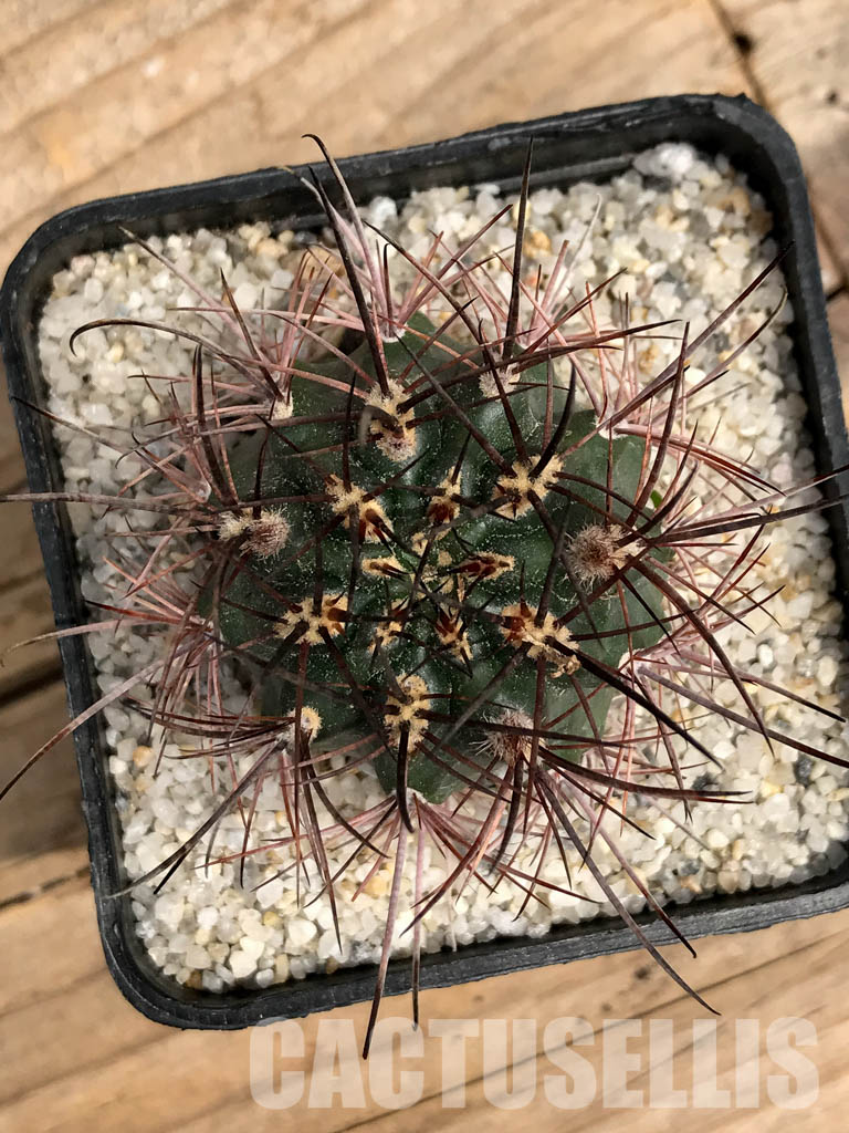 SHPR5891 Pyrrhocactus sp. AW 316, P.A.N. Bergform A 745 + 744, Chile – Bild 5