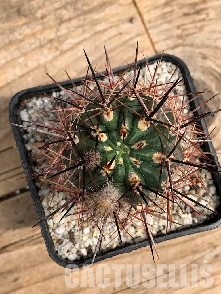 SHPR5891 Pyrrhocactus sp. AW 316, P.A.N. Bergform A 745 + 744, Chile – Bild 6