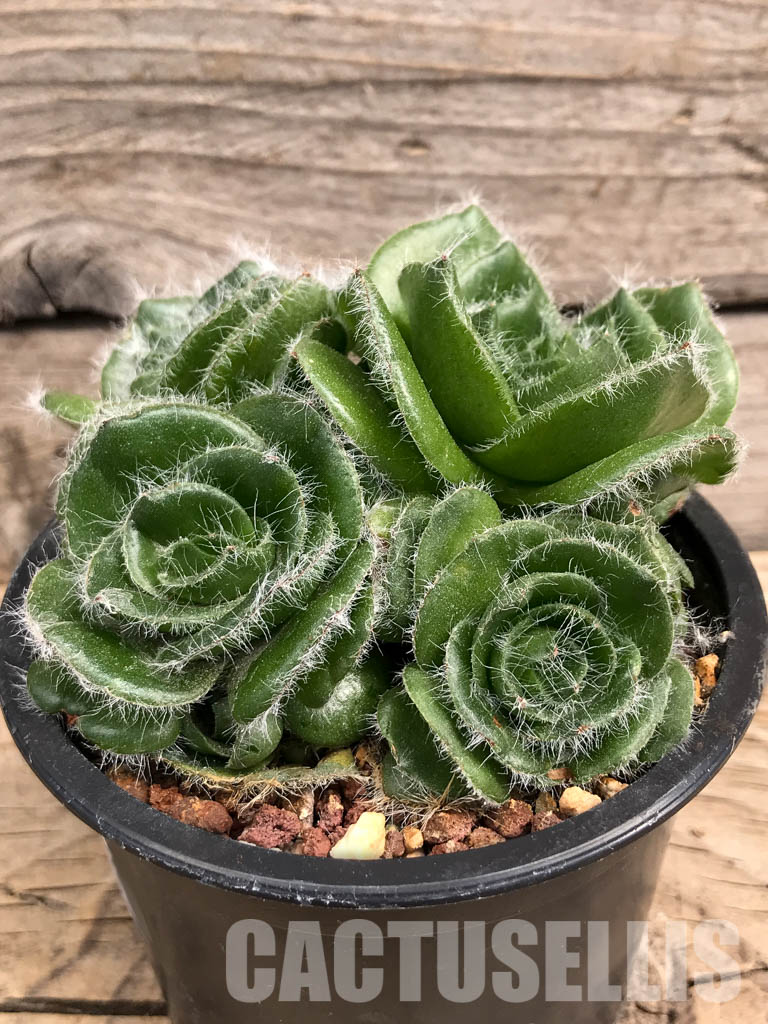 SHPR5899 Crassula barbata, Prince Albert, South Africa - Image 2