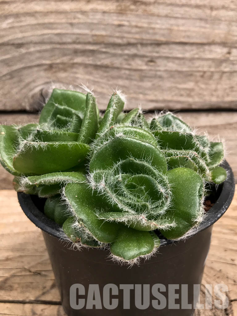 SHPR5899 Crassula barbata, Prince Albert, South Africa - Image 3