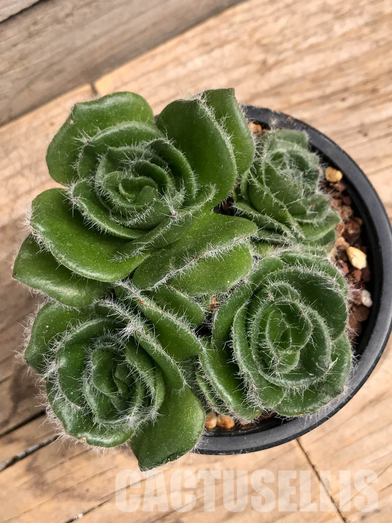 SHPR5899 Crassula barbata, Prince Albert, South Africa - Image 4