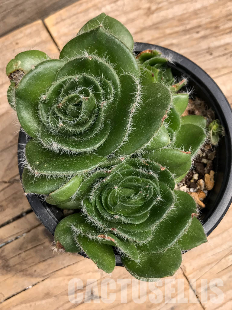 SHPR5899 Crassula barbata, Prince Albert, South Africa - Image 5