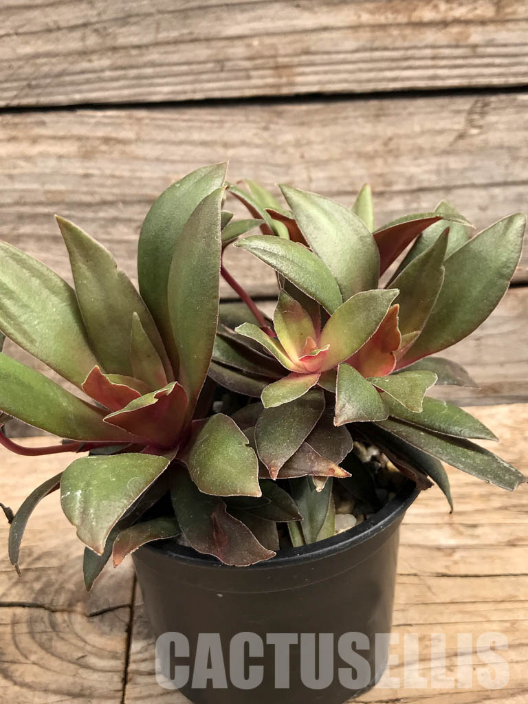 SHPR5900 Crassula orbicularis var. rosularis, South Africa - Image 2