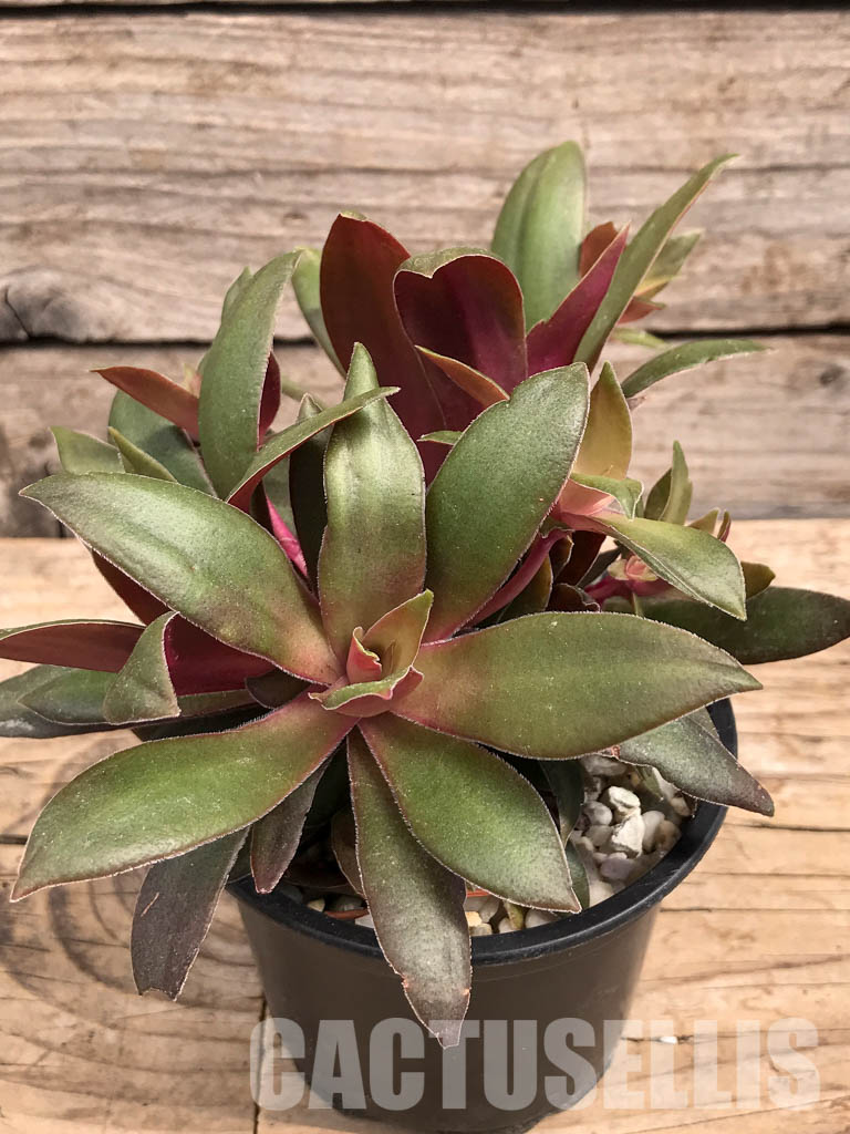 SHPR5900 Crassula orbicularis var. rosularis, South Africa - Image 3
