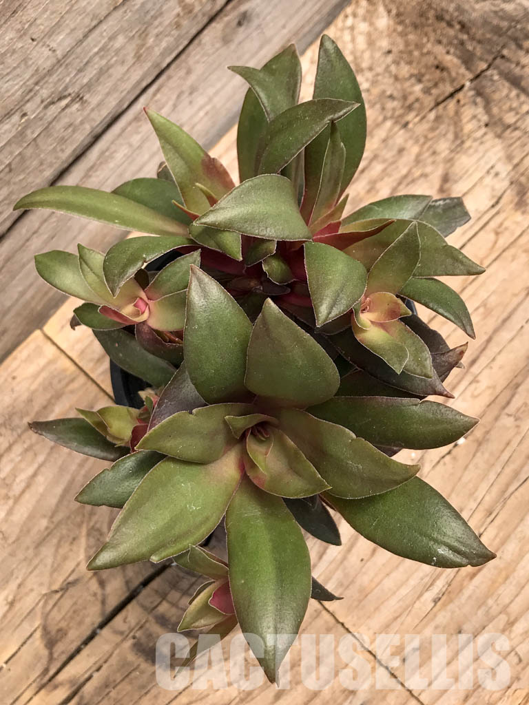 SHPR5900 Crassula orbicularis var. rosularis, South Africa - Image 4