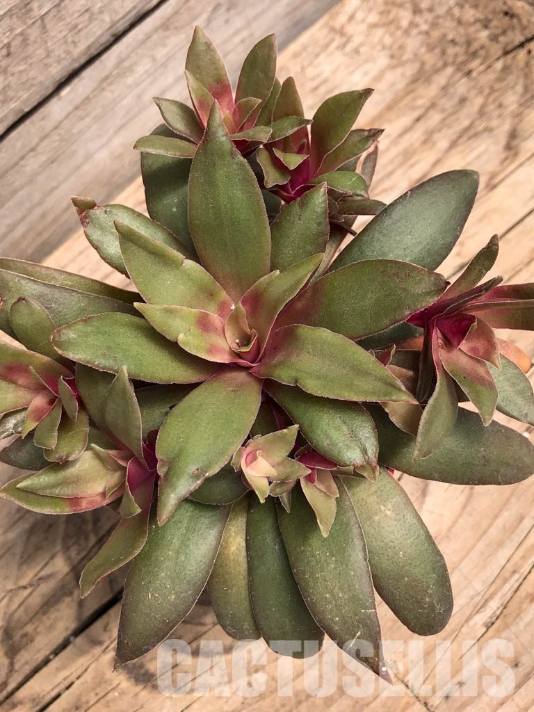 SHPR5900 Crassula orbicularis var. rosularis, South Africa