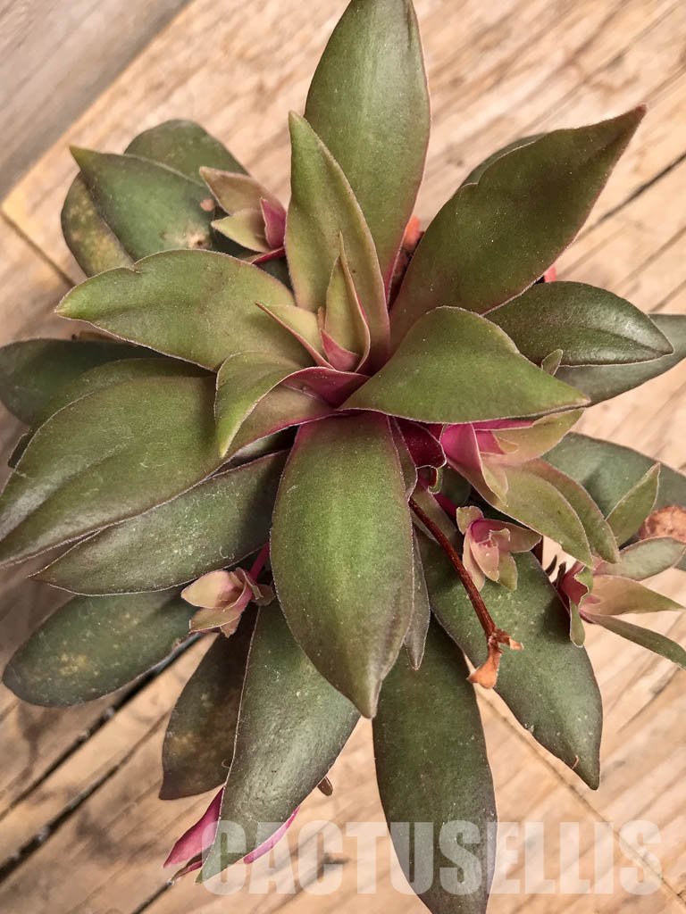 SHPR5900 Crassula orbicularis var. rosularis, South Africa - Image 6