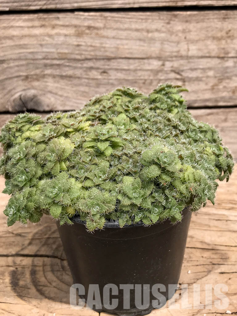 SHPR5901 Crassula setulosa, Lesotho, Swaziland, South Africa - immagine 2