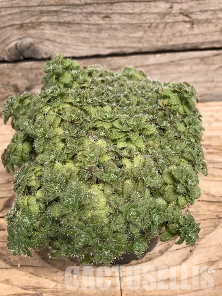 SHPR5901 Crassula setulosa, Lesotho, Swaziland, South Africa - immagine 3