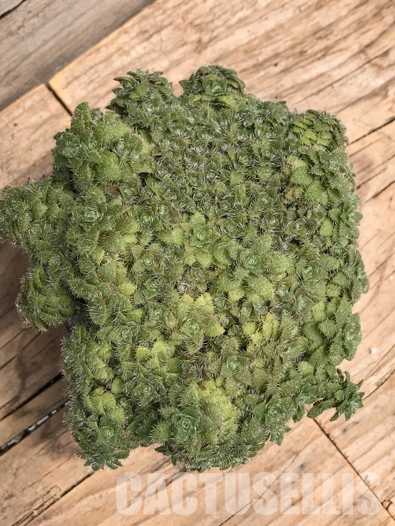 SHPR5901 Crassula setulosa, Lesotho, Swaziland, South Africa - immagine 4