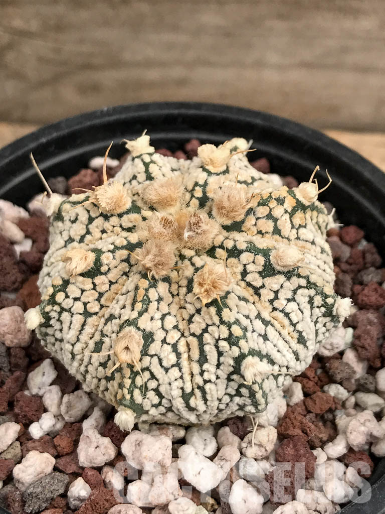SHPR5904 Astrophytum Asterias Super kabuto Hybrid Snow - Image 3