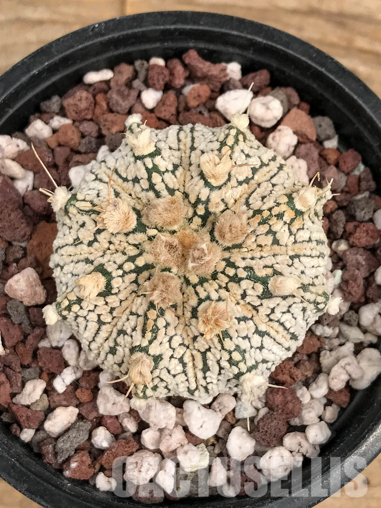 SHPR5904 Astrophytum Asterias Super kabuto Hybrid Snow