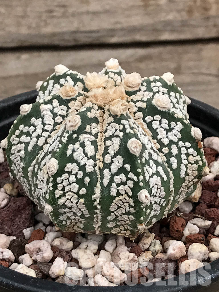 SHPR5905 Astrophytum Asterias Super kabuto Hybrid Snow - Image 2