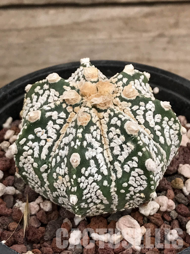 SHPR5905 Astrophytum Asterias Super kabuto Hybrid Snow - Image 3