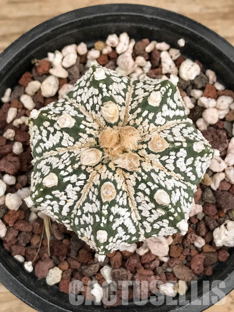 SHPR5905 Astrophytum Asterias Super kabuto Hybrid Snow