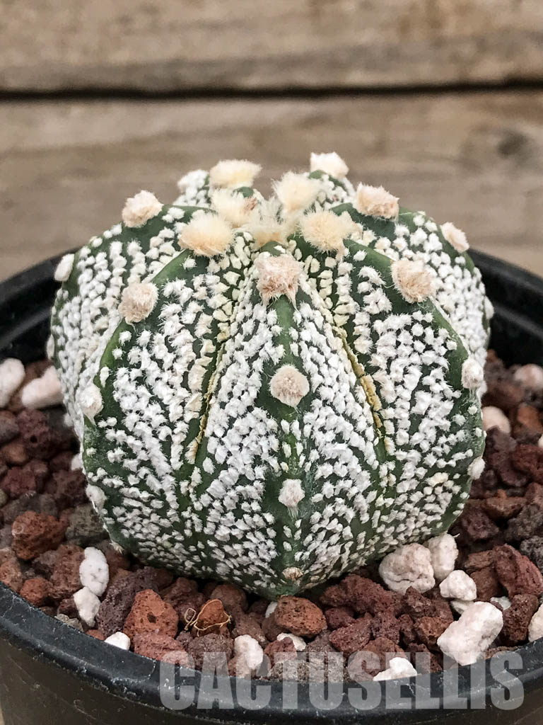 SHPR5906 Astrophytum Asterias Super kabuto Hybrid Snow - Image 2