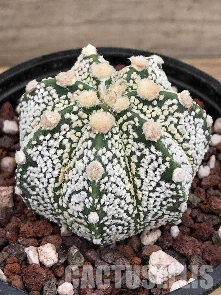 SHPR5906 Astrophytum Asterias Super kabuto Hybrid Snow - Image 3