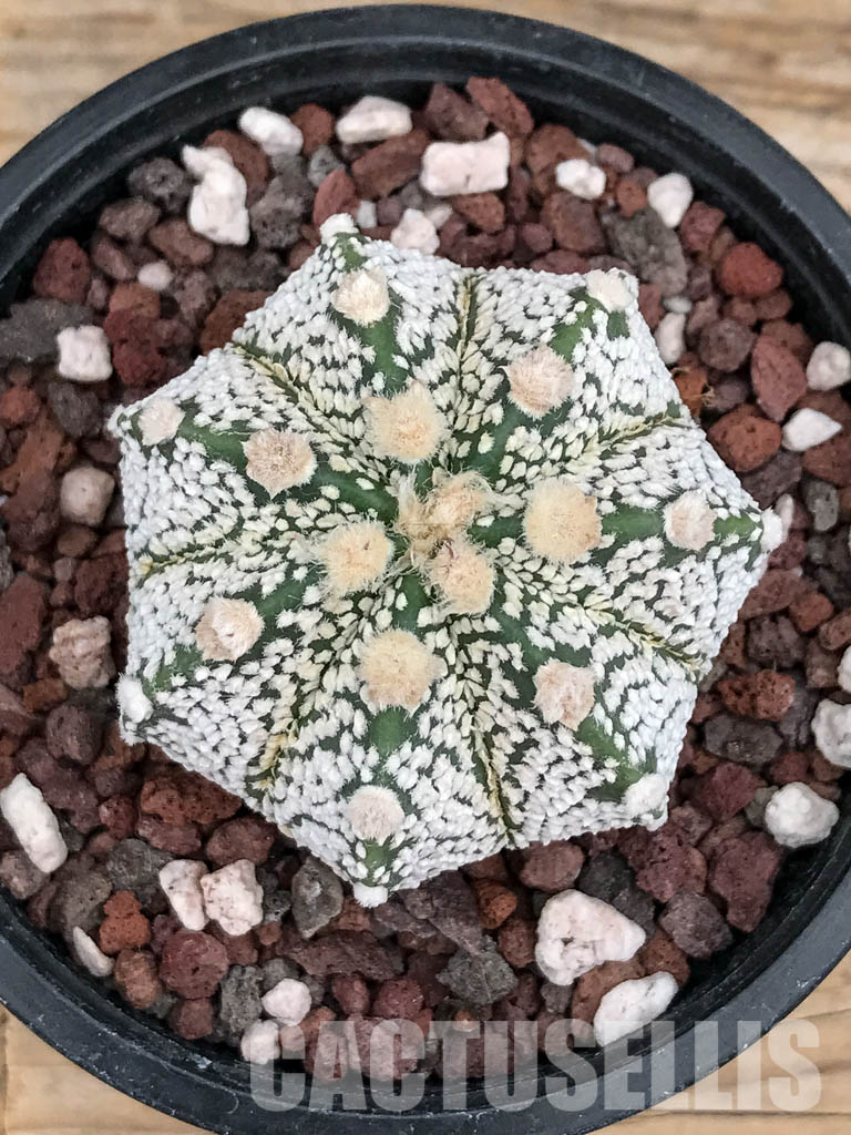 SHPR5906 Astrophytum Asterias Super kabuto Hybrid Snow