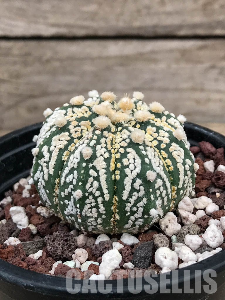 SHPR5908 Astrophytum Asterias Super kabuto Hybrid Snow - Зображення 2