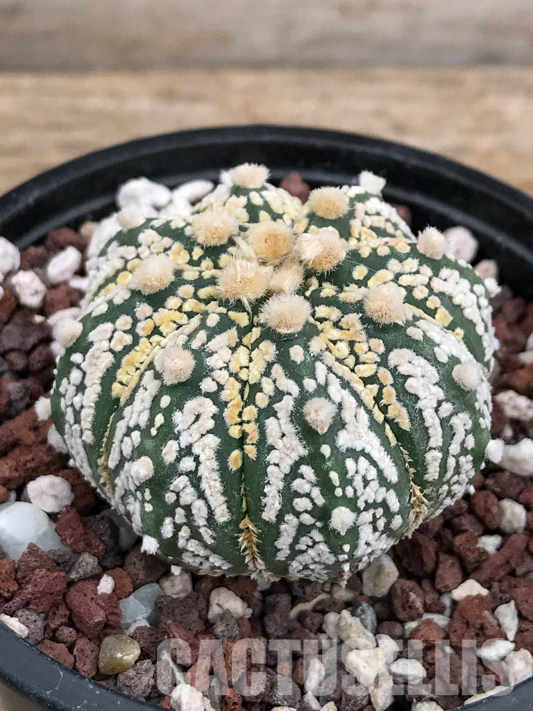 SHPR5908 Astrophytum Asterias Super kabuto Hybrid Snow - Зображення 3