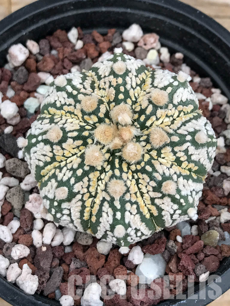 SHPR5908 Astrophytum Asterias Super kabuto Hybrid Snow