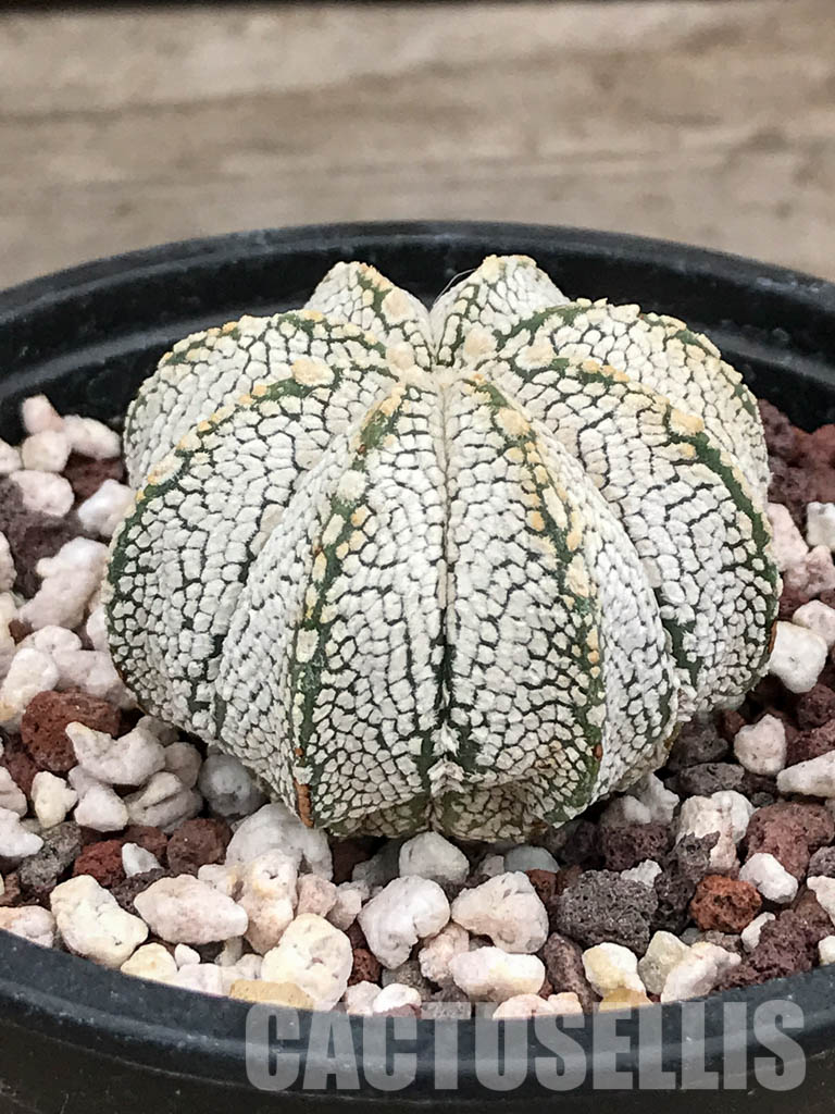 SHPR5909 Astrophytum myriostigma cv. Onzuka - Image 2