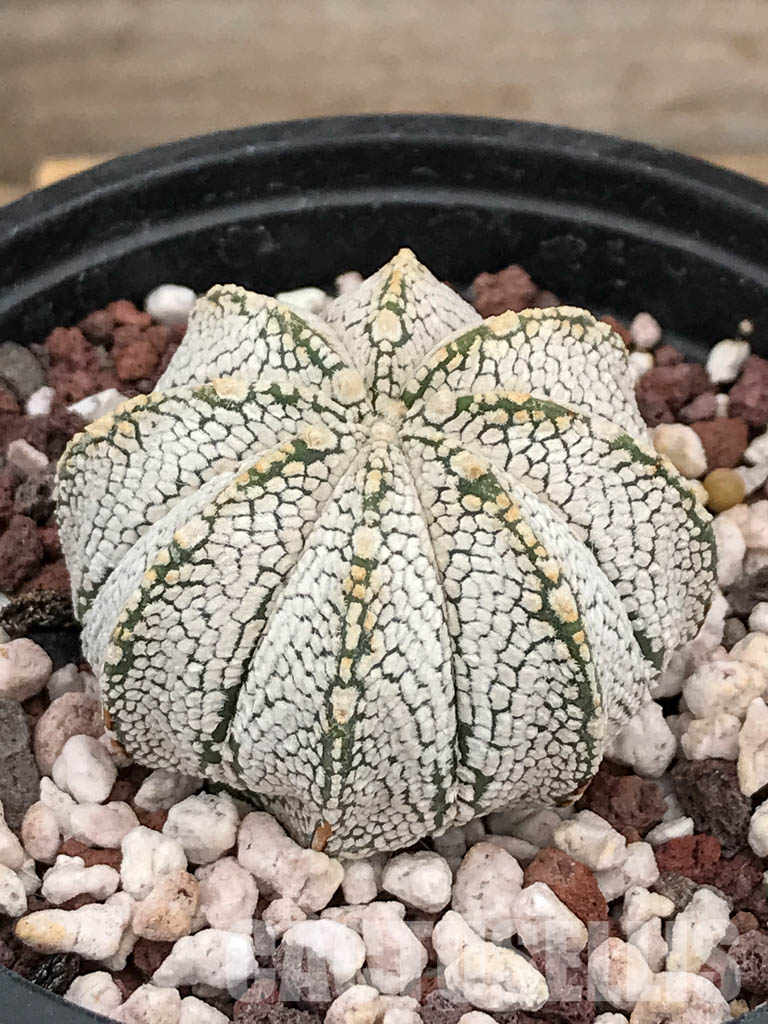 SHPR5909 Astrophytum myriostigma cv. Onzuka - Image 3