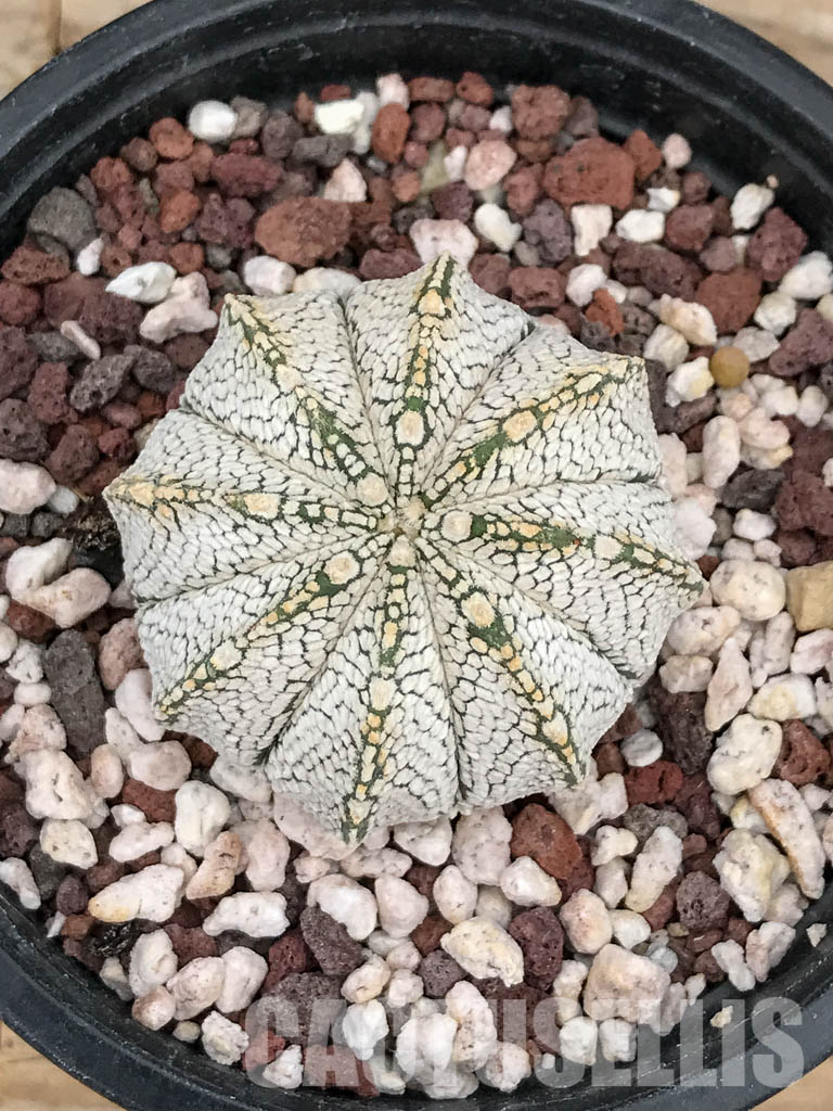 SHPR5909 Astrophytum myriostigma cv. Onzuka